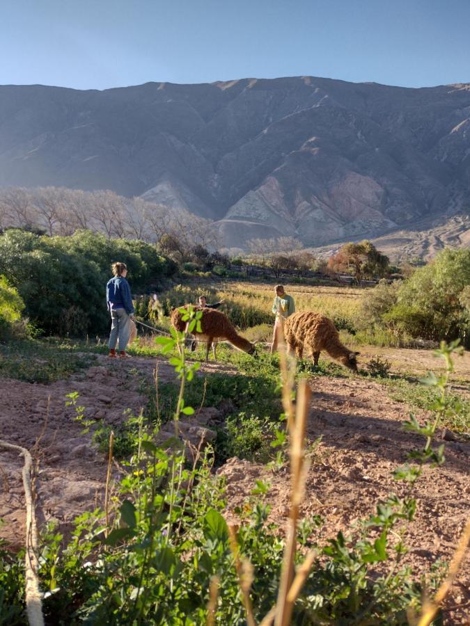 Dormir Con Llamas Maimara Exterior photo